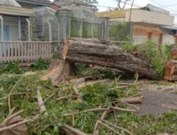 Bojonegoro di Ambang Krisis Ekologis: Ratusan Pohon Dikorbankan, Suhu Kota Mendidih