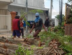 Penebangan Massal Pohon Rindang Bojonegoro Dikhawatirkan Ancam Kesejukan Kota