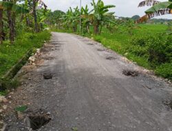Proyek Rigid Beton Sambong Rp1,9 Miliar Disorot: Paving Layak Pakai “Dikubur” Hidup-hidup