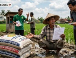 Ironi di Balik Swasembada Petani Sidomulyo “Tercekik” Harga Pupuk, Dinas Memilih Bungkam