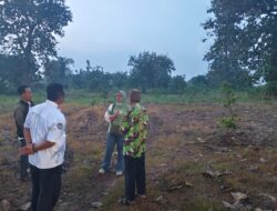 Bantuan 800 Bibit Alpukat di Kokobo Diduga Tak Sesuai Fakta