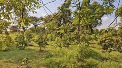 Kokobo Dander Forest,Dari Sekadar Lahan Hijau Menuju Episentrum Agrowisata Berkelanjutan 