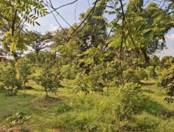 Kokobo Dander Forest,Dari Sekadar Lahan Hijau Menuju Episentrum Agrowisata Berkelanjutan 
