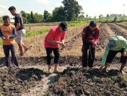 Antisipasi Dampak El Nino, Kader PDIP dan Petani Temayang Kompak Tanam Jagung 