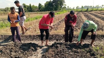Antisipasi Dampak El Nino, Kader PDIP dan Petani Temayang Kompak Tanam Jagung 