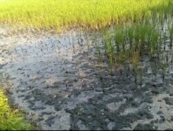 Limbah di Lahan Petani Antara Janji Pemulihan dan Tudingan yang Membungkam   