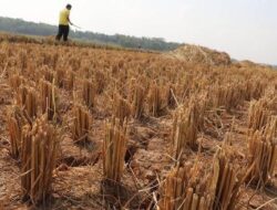 93 Desa Terancam Kekeringan, Publik Pertanyakan Transparansi Anggaran Air di DKPP Bojonegoro