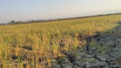 Kepentingan Politik Pilkades Korbankan Nasib Petani