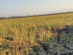 Kepentingan Politik Pilkades Korbankan Nasib Petani