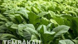 DKPP Bojonegoro Klaim Hibah Pupuk Rp9 Miliar Sesuai Prosedur, Pemerhati Minta Transparansi dan Efektivitas Program Diperkuat   