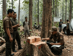 Hilangnya Pohon di RPH Sukun, Perhutani KPH Bojonegoro Periksa Sejumlah Pegawai