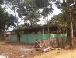 Bantuan Sapi Kementan Lenyap Tinggal 1 Ekor, Ketua Poktan Usaha Maju Buka Suara